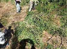 杉の枝をまとめて粗朶を作る